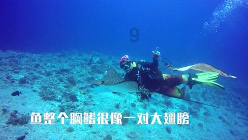虫虫助手下载